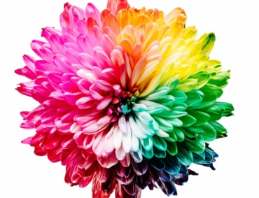 multicolored flower illustration