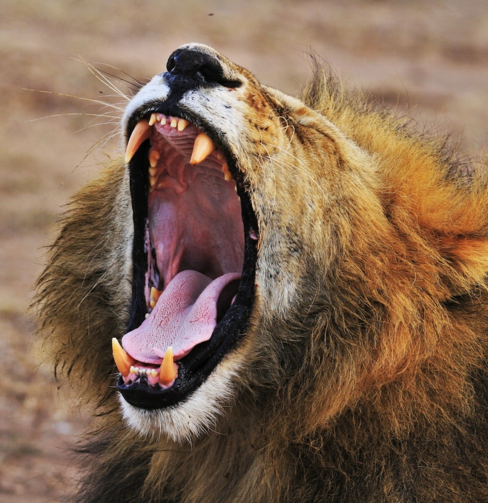 photo of yawning lion